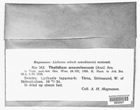 Image of Thelidium methorium